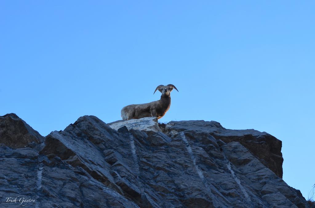 Sunset Mountain Inn Canmore Zewnętrze zdjęcie